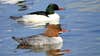 Photo of a male and a female common merganser