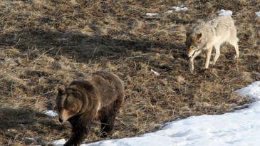 Feds Shrink Montana Wolf Trapping Seasons to Protect Grizzly Bears