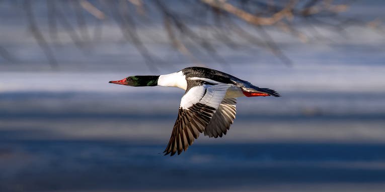 Merganser Duck: North America’s Diving Beauty