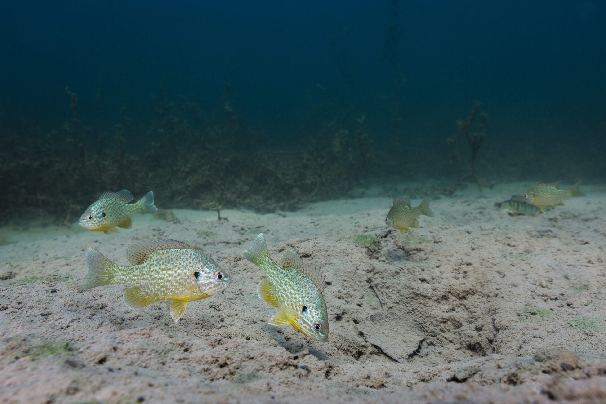 Photo of redear sunfish swimming as as group