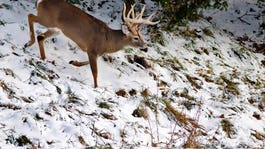 A whitetail deer buck walks down a small hill covered in snow.