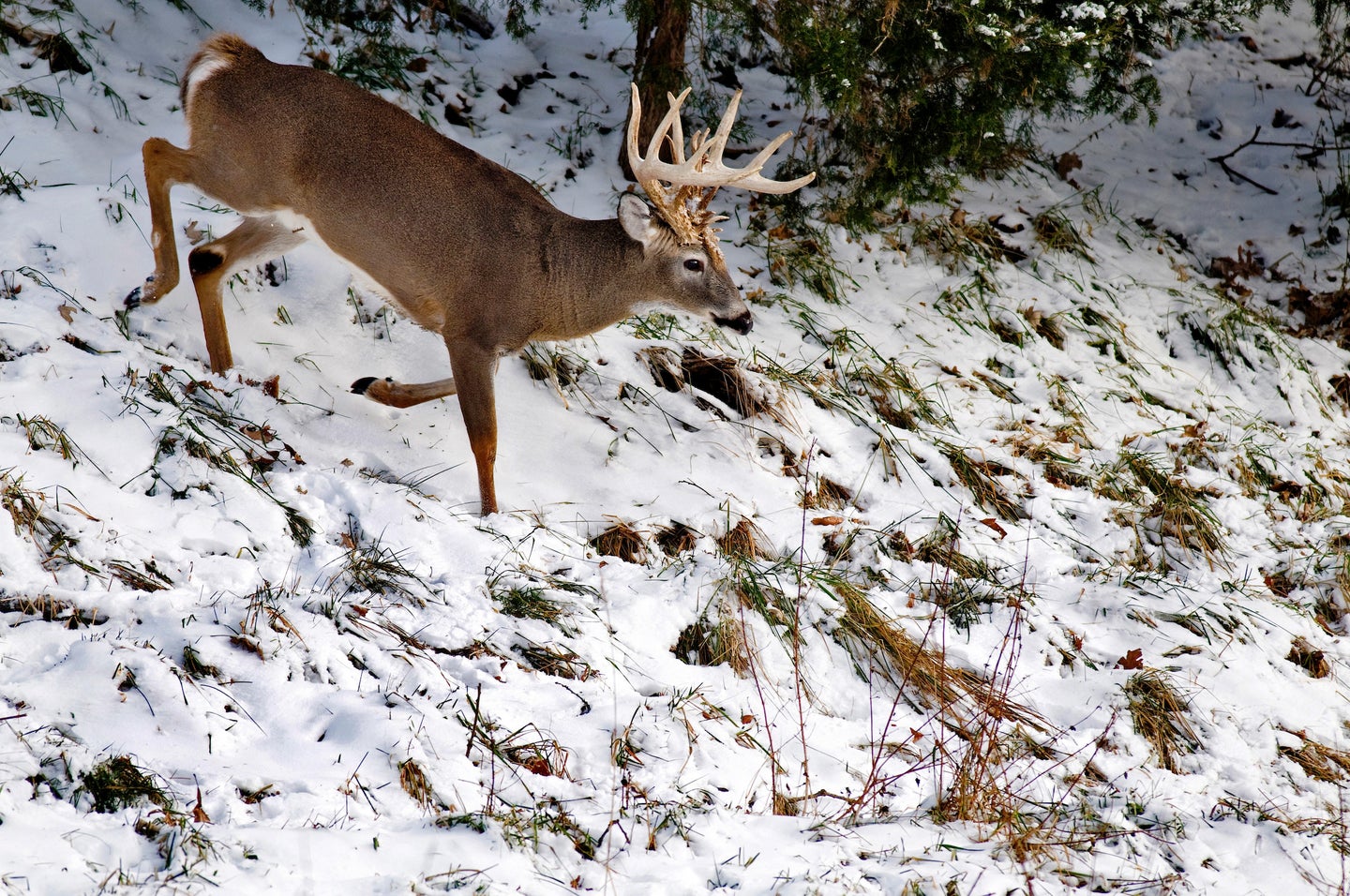 A whitetail deer buck walks down a small hill covered in snow.