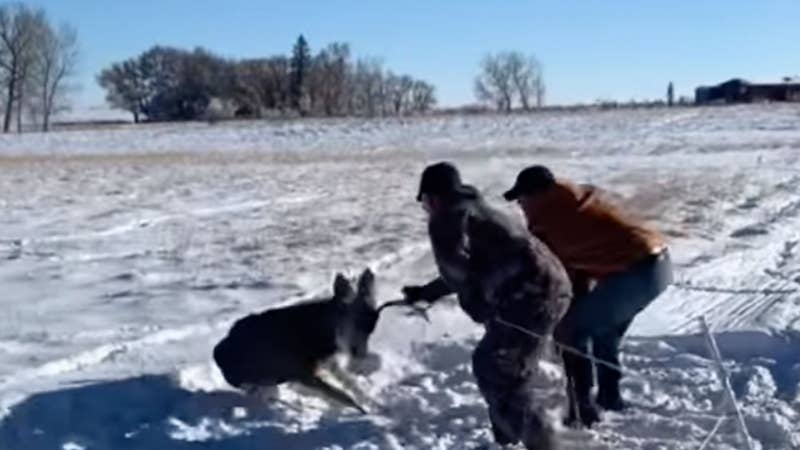 Watch: Men Rescue Mule Deer Buck Trapped in Electric Fence