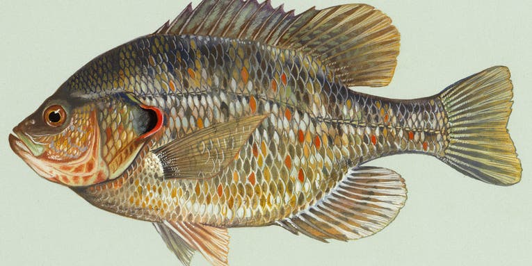Redear Sunfish: An Intro to ‘Shellcrackers’