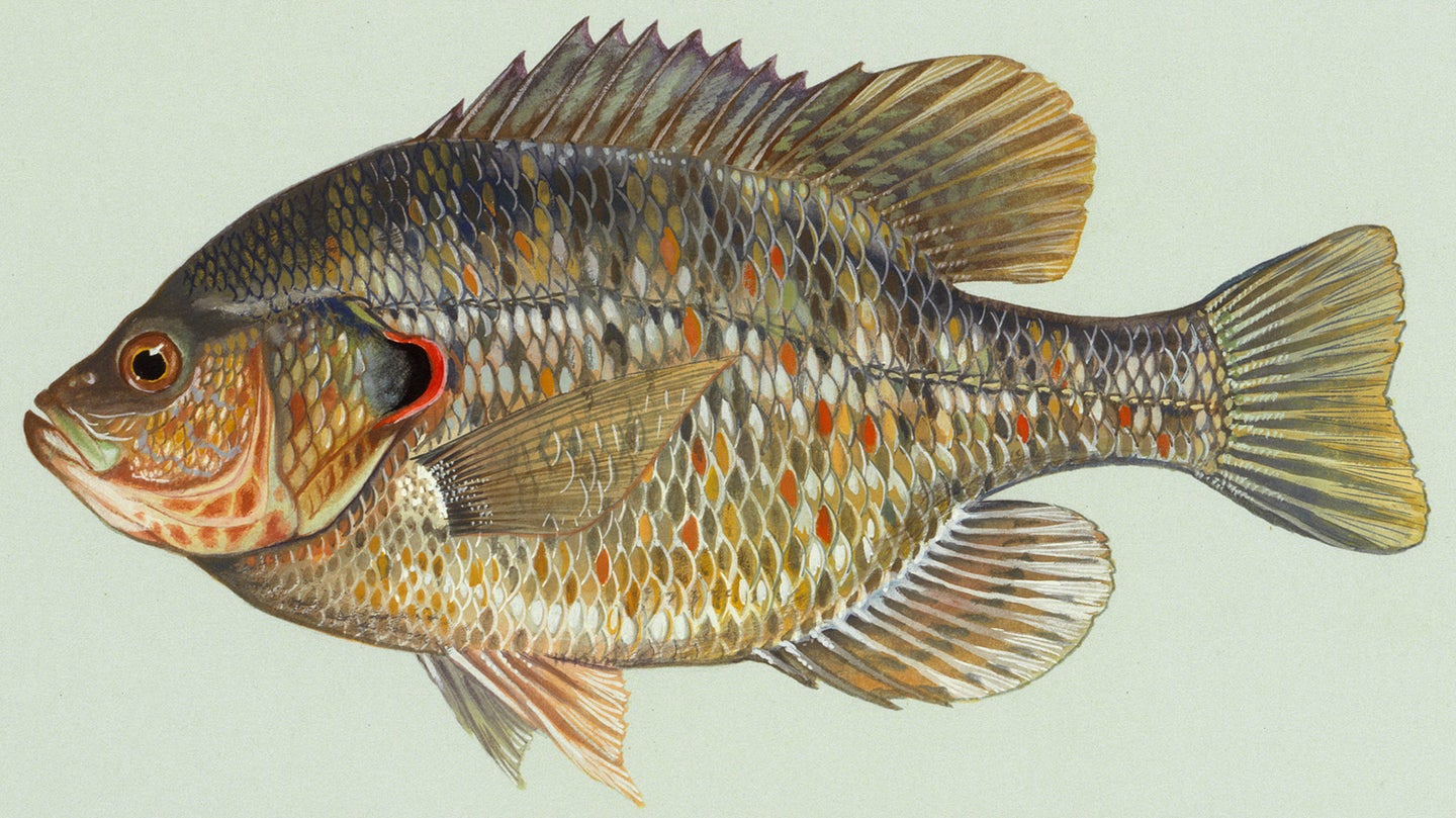 Illustration of redear sunfish