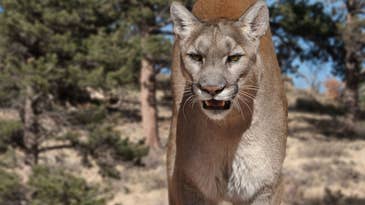 Mountain Lion Killed in Colorado After Stalking Woman to Her Front Porch