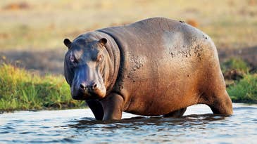 Colombian Officials to Surgically Sterilize Famous Drug Lord’s “Cocaine Hippos”