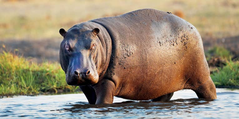 Colombian Officials to Surgically Sterilize Famous Drug Lord’s “Cocaine Hippos”