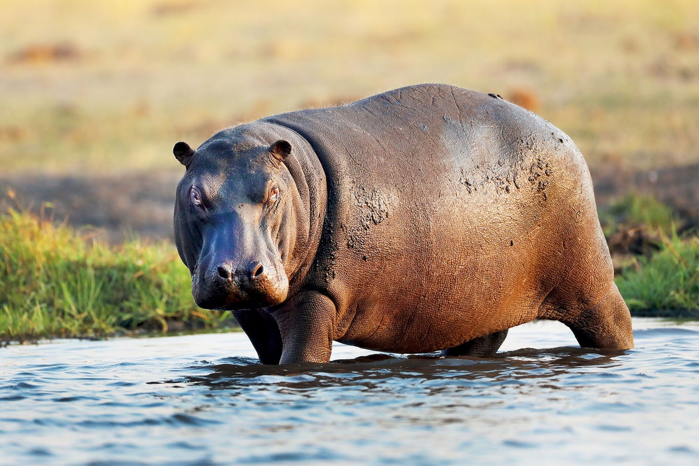 A hippo in a river in Africa.