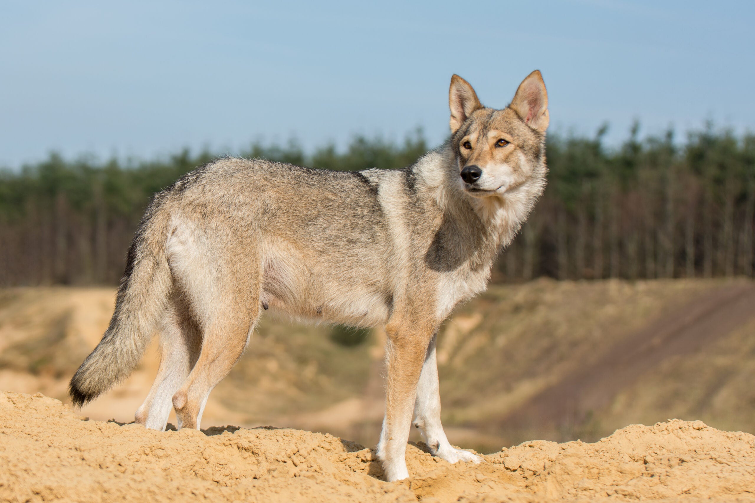 A Tamskan dog stands on a sandy berm, looking very much like coyote