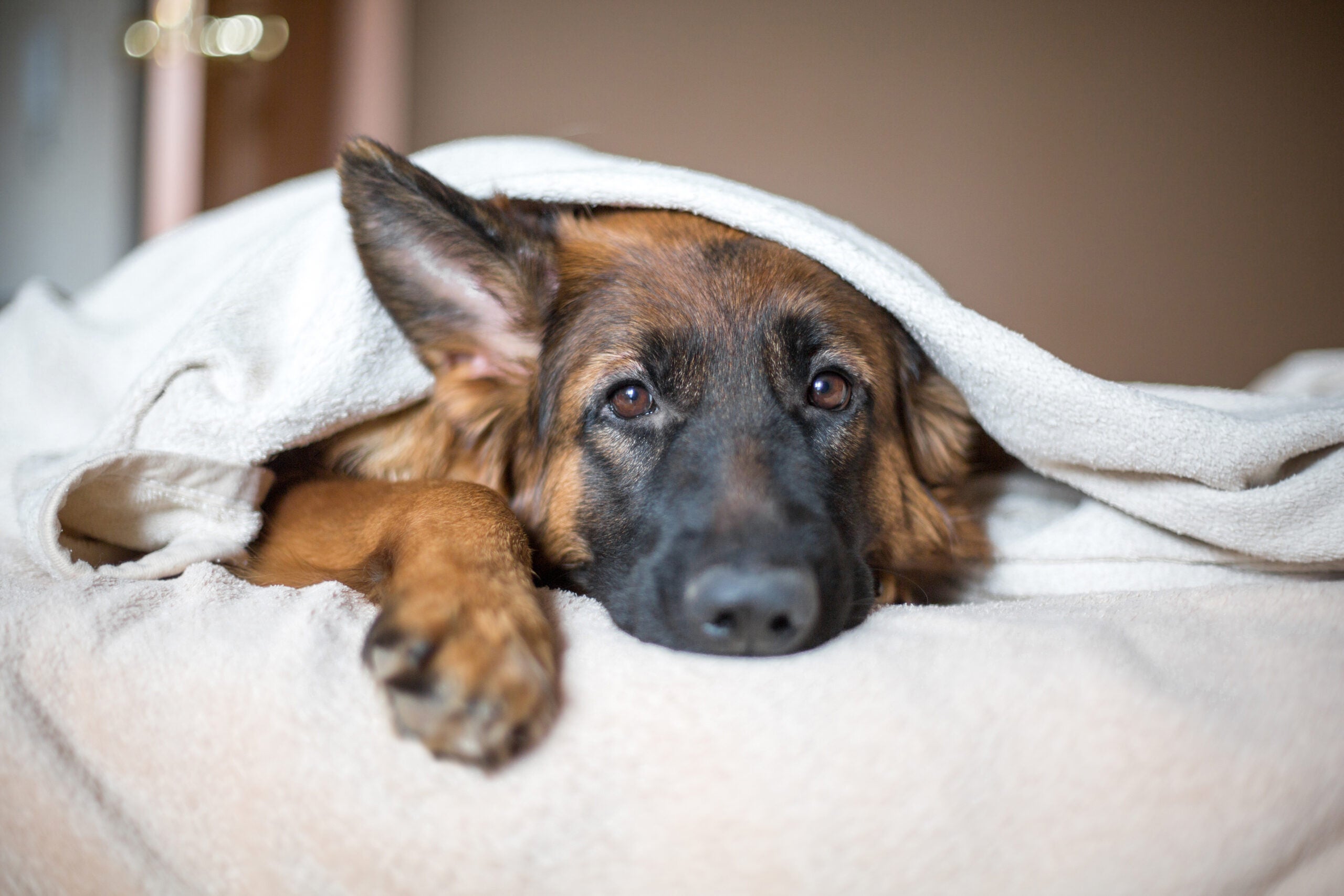 A German shepherd dog lying on a bed, under a white blanket