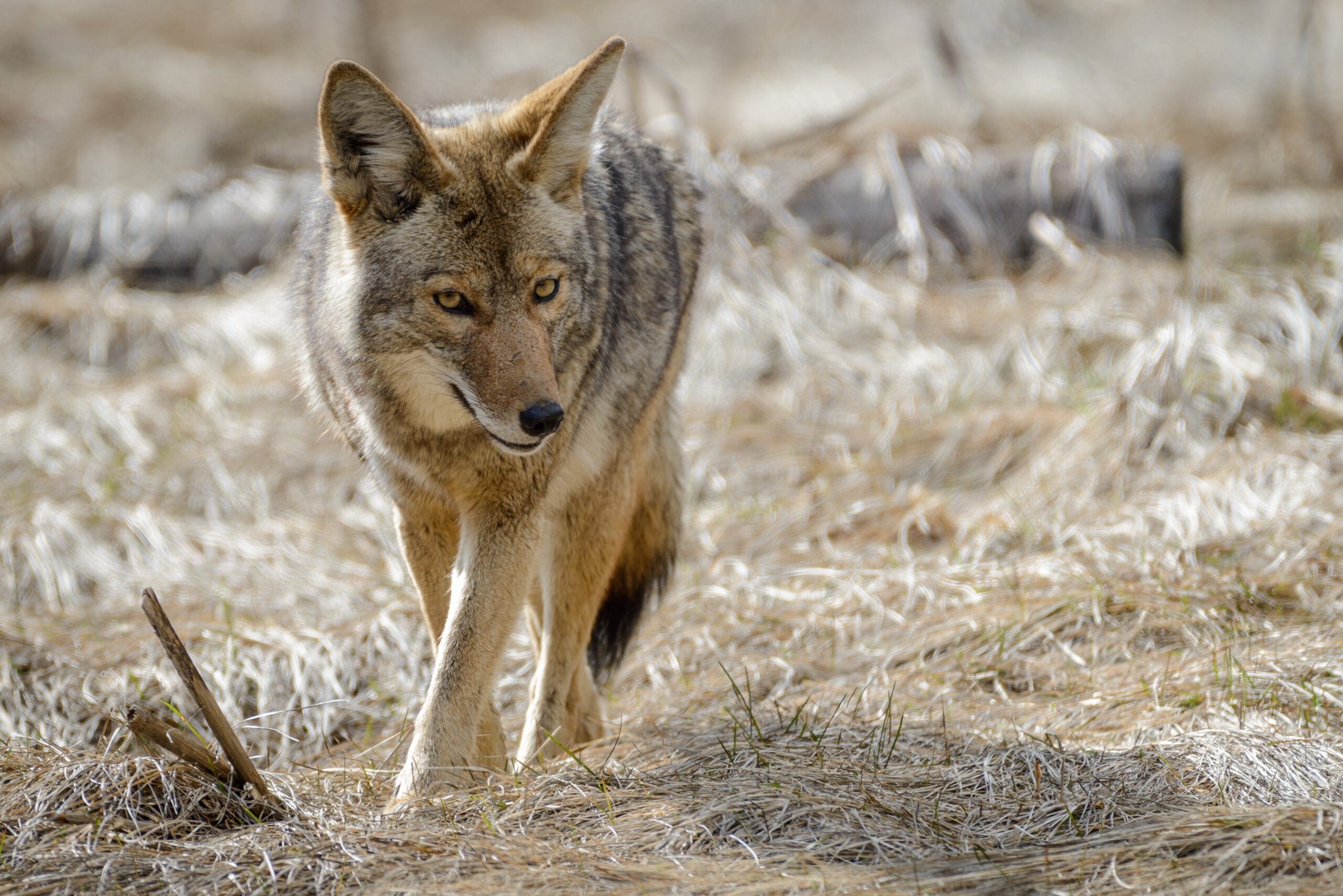 A coyote walk through a grassy brown field