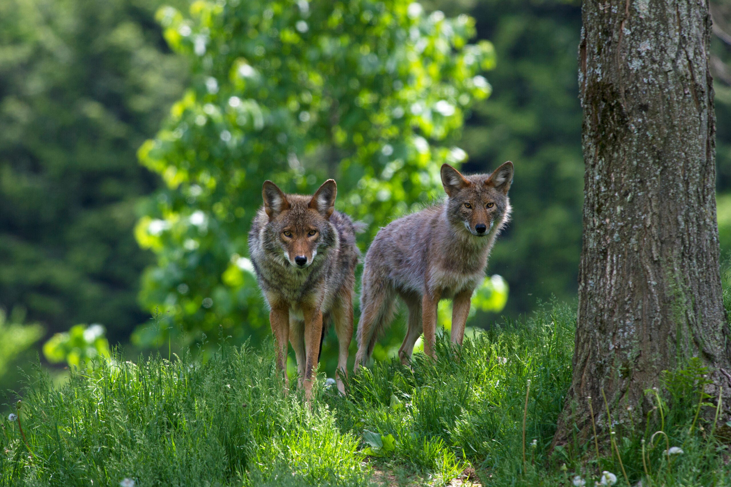 Two coyotes walk along a trail in the woods