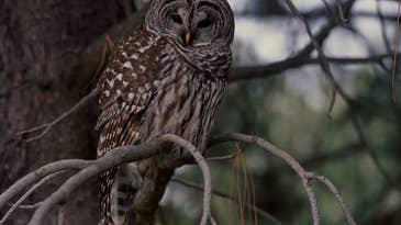 USFWS Drafts Plan to Cull Half a Million Invasive Owls in the Pacific Northwest