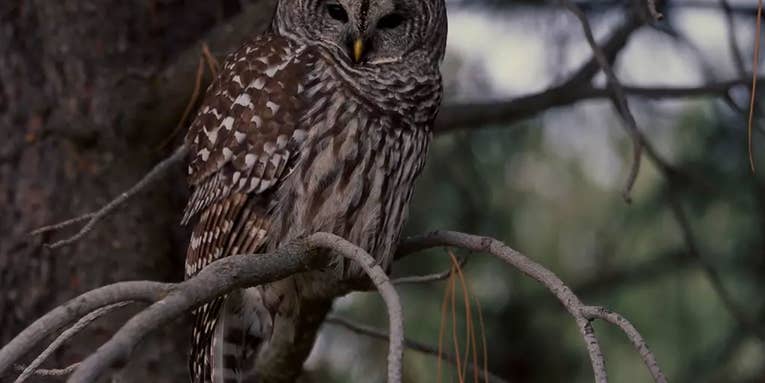 USFWS Drafts Plan to Cull Half a Million Invasive Owls in the Pacific Northwest