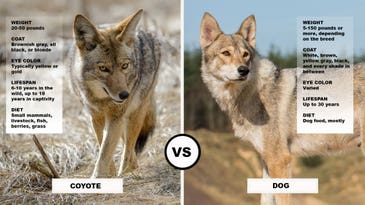 Coyote vs Dog (It’s Not Always as Obvious as You May Think)