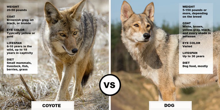 Coyote vs Dog (It’s Not Always as Obvious as You May Think)