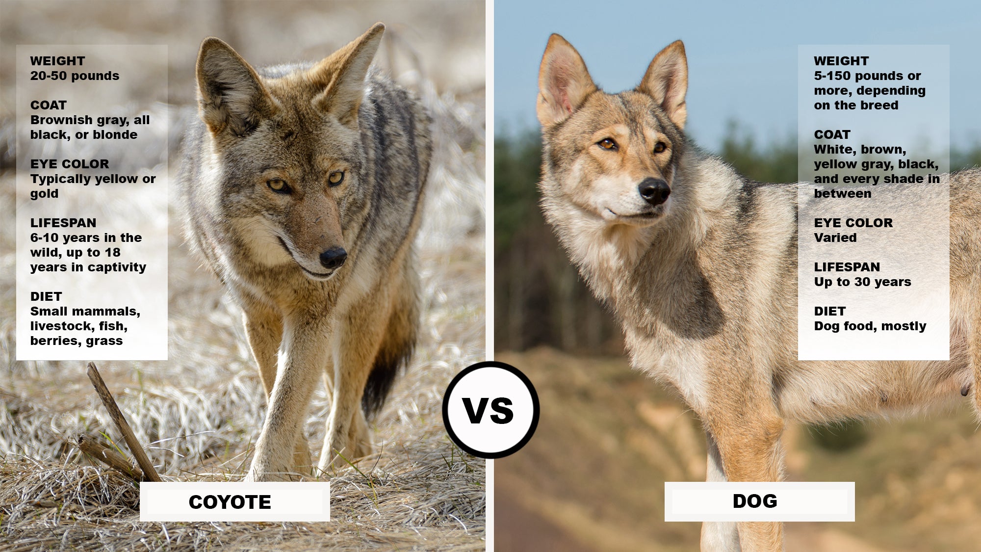 Chart showing key coyote vs dog facts