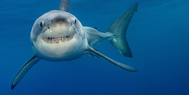 American Tourist Killed by Shark in the Bahamas
