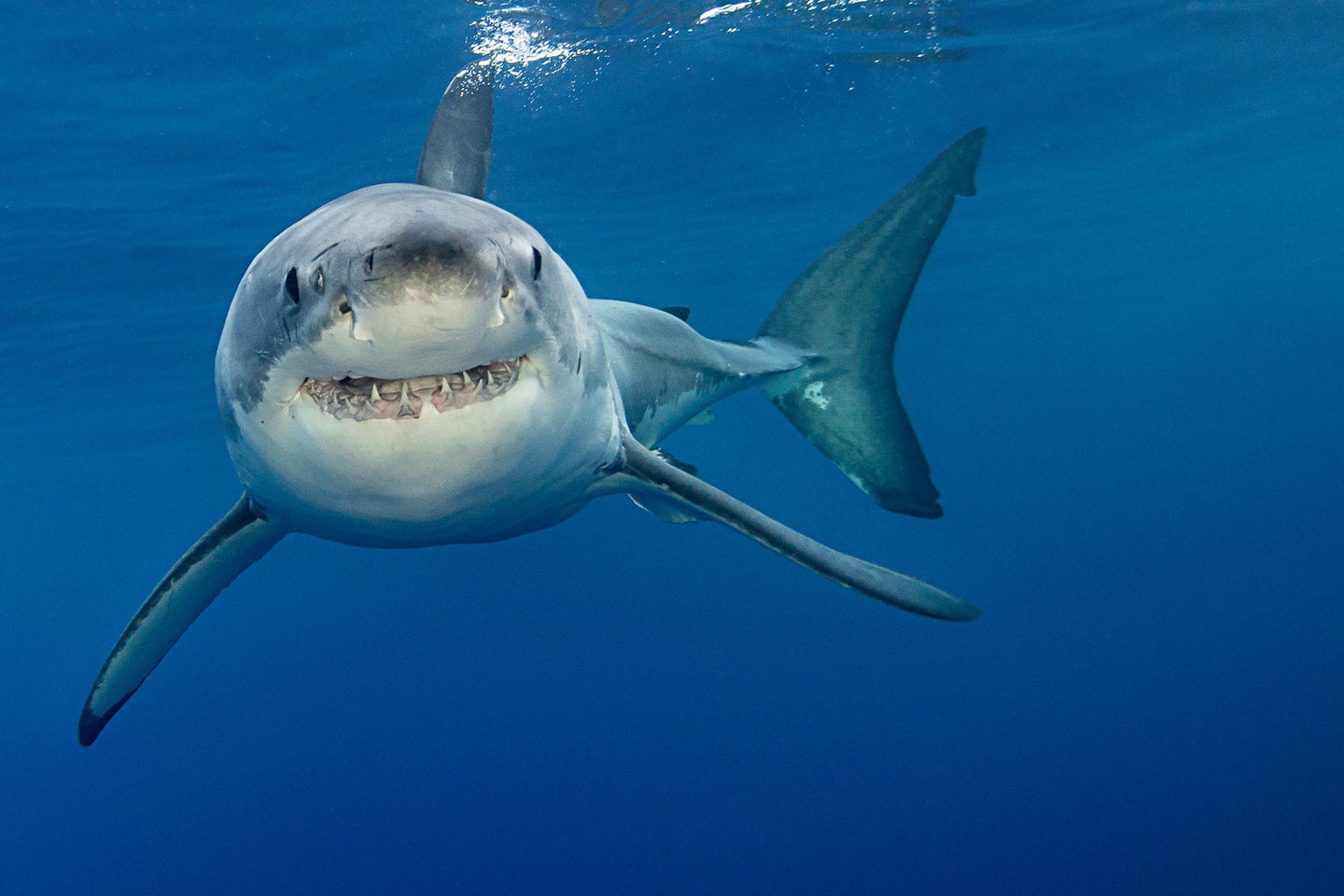 A shark swims through open water.