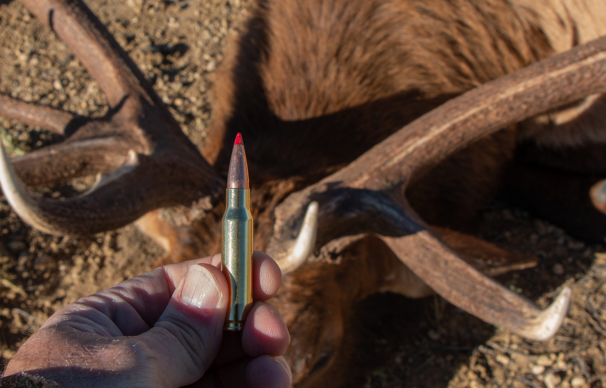 Photo of a hunter holding a .308 Winchester rifle cartridge over harvested game