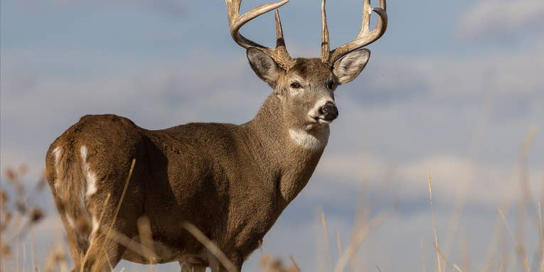 Kentucky Deer Tests Positive for State’s First-Known Case of Chronic Wasting Disease