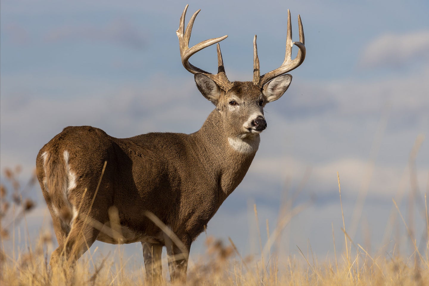 A whitetail buck stands in a field.