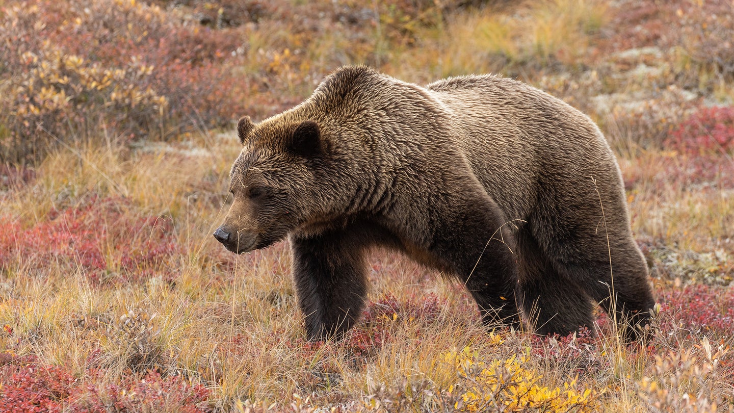 A grizzly bear walks across the tundra in Alaska