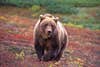 A large grizzly bear on the Alaska tundra