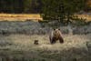 Female grizzly bear and cub in Grand Teton National park. 