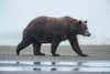 A coastal brown bear walking along a beach, with gray sky in background
