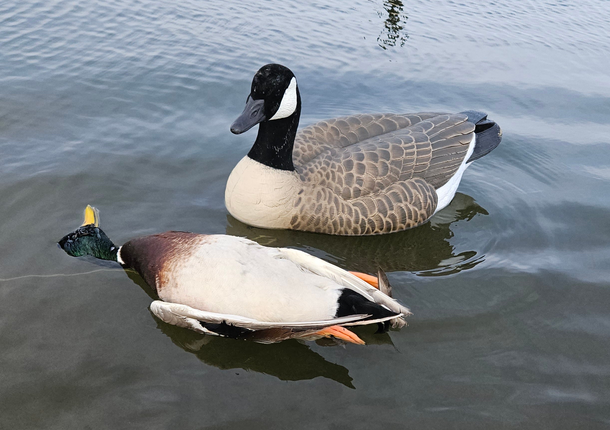 Goose floaters serve as confidence decoys for ducks and are an effective way to finish more puddle ducks over the spread.