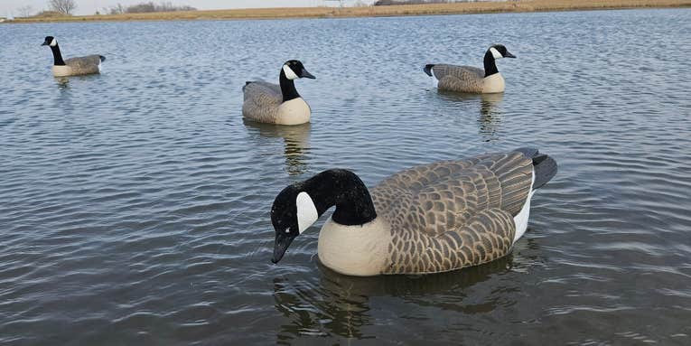 4 Reasons to Hunt Geese Over Water and the Gear to Do It