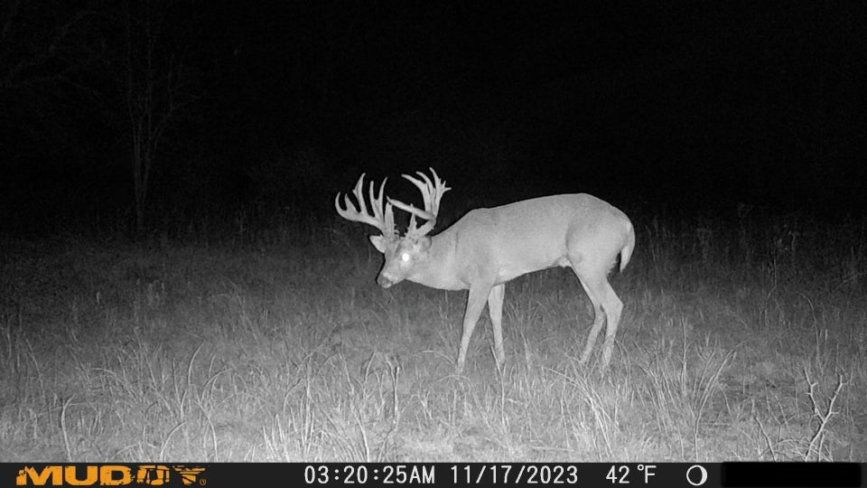 Trail camera photo of a huge whitetail buck in a field at night.