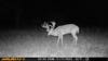 Trail camera photo of a huge whitetail buck in a field at night.