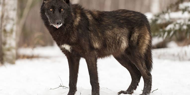 Minnesota Sportsmen Blame Wolves for Lagging Deer Harvest