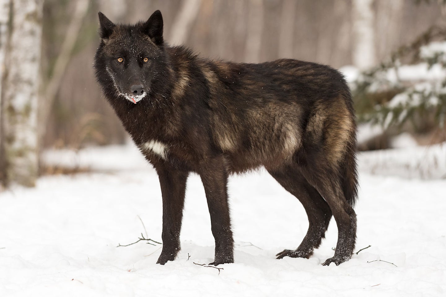 A black wolf stands on the edge of a forest in a snow-covered field.