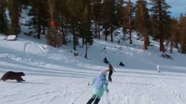 Watch: Black Bear Nearly Collides with Unsuspecting Skier