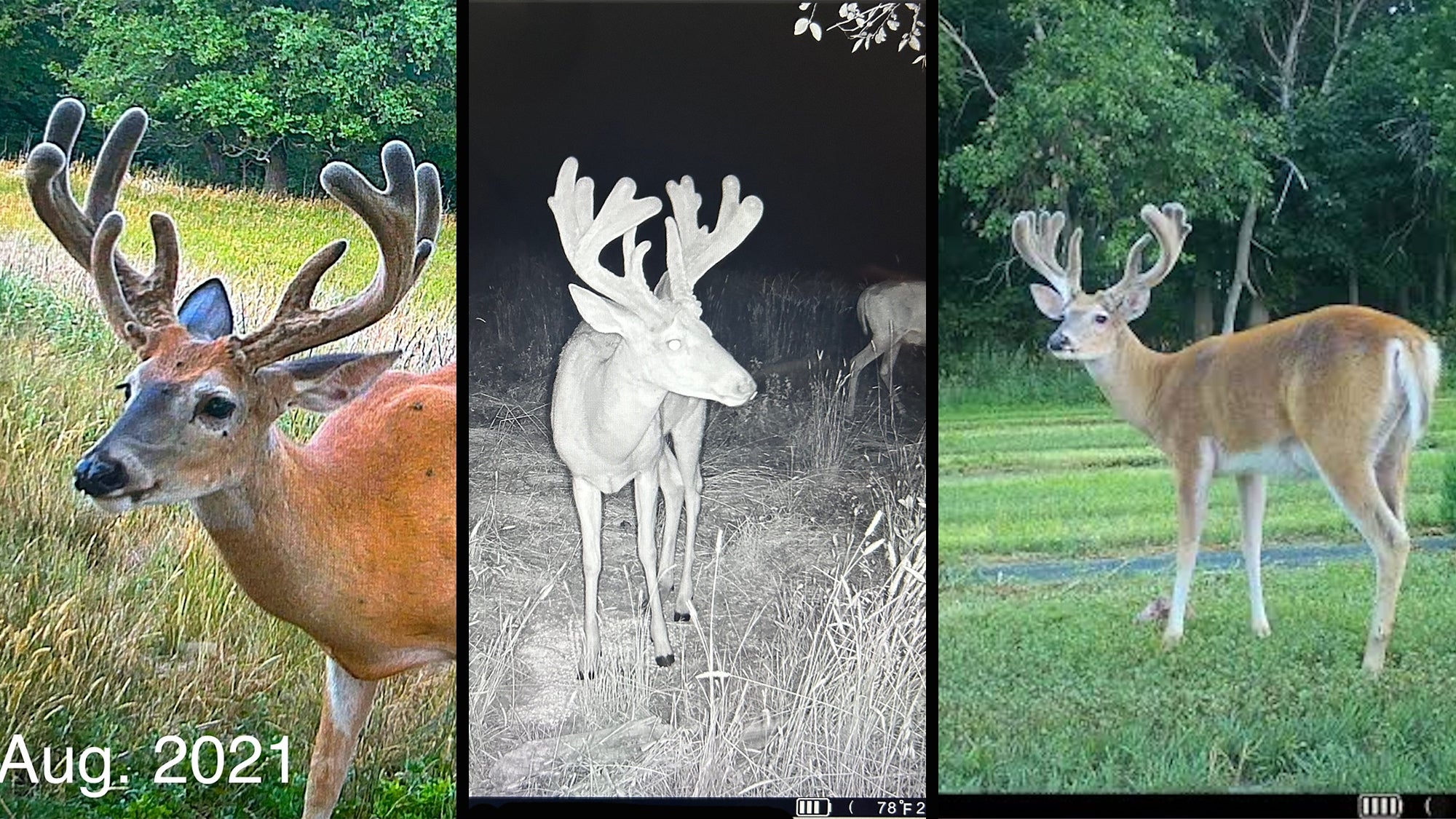 Trail camera pictures of a whitetail but in 2021, 2022, and 2023