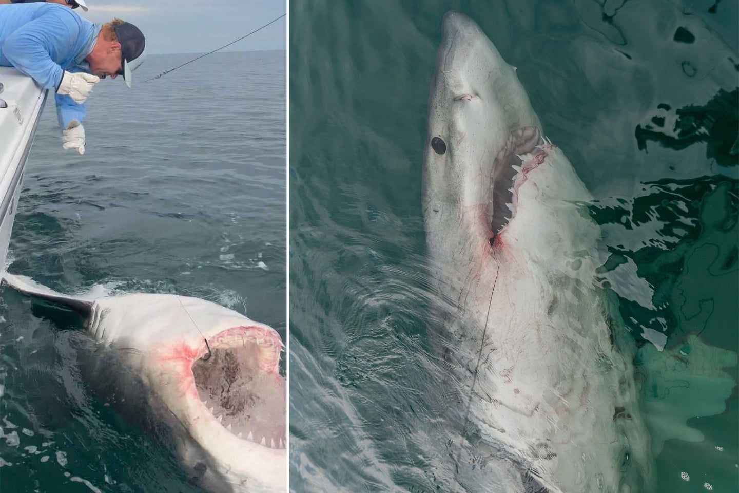Anglers' Massive Great White Shark Weighed Nearly 3,000 Pounds