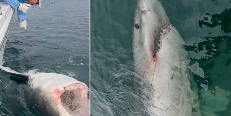 Anglers Catch Massive Great White Shark Off South Carolina Coast Weighing Nearly 3,000 Pounds