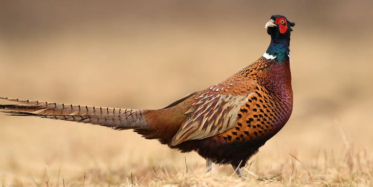 Ringneck Pheasant: “America’s” Gamebird