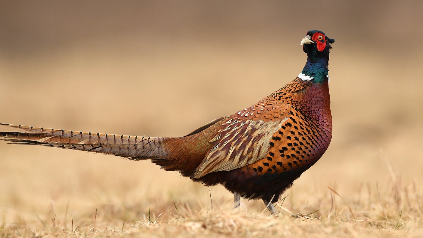 Ringneck pheasant standing in a tan wheat field in fall