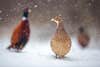 Two male pheasants and one female pheasant in a snowy field.