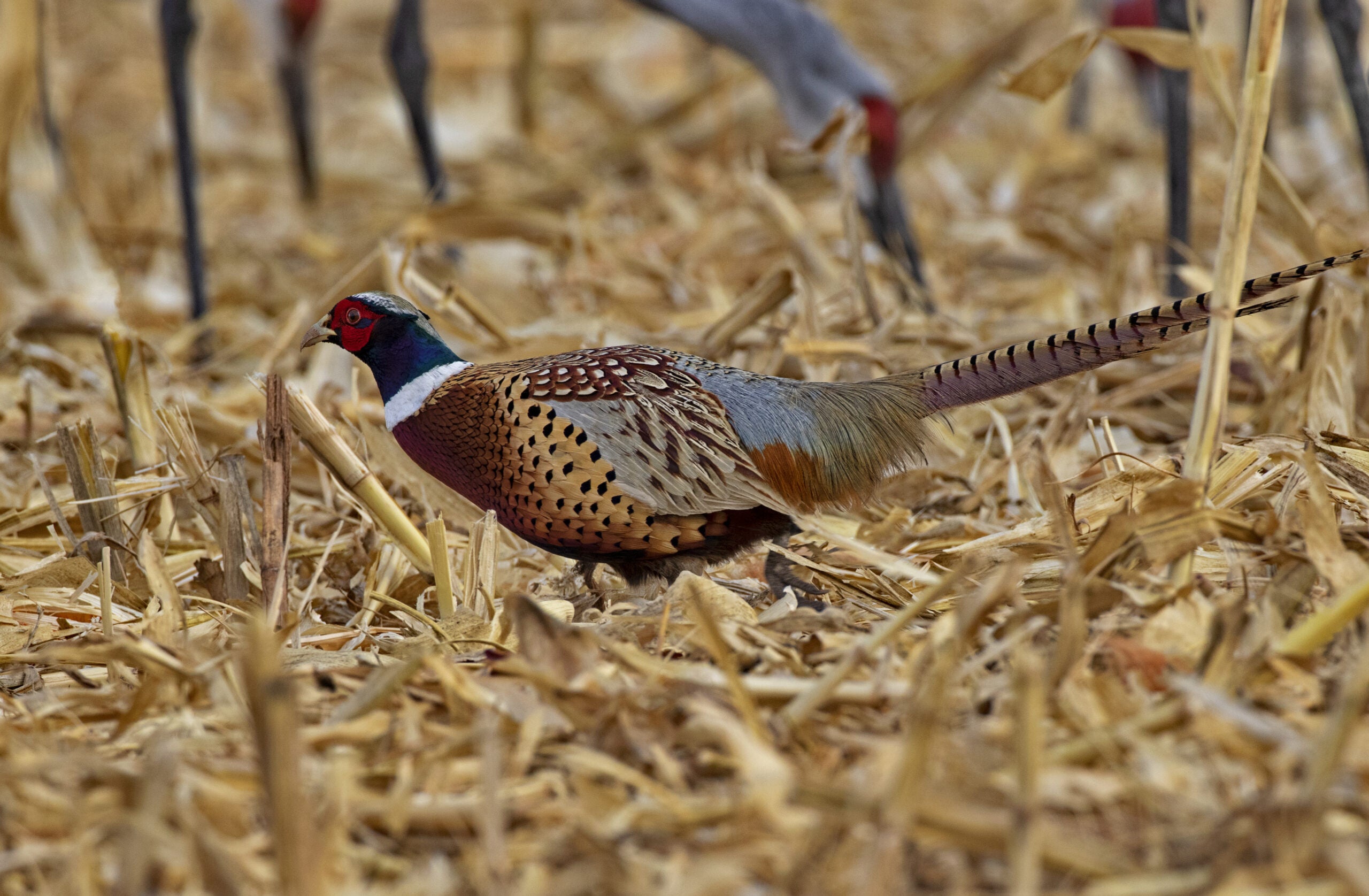 Ringneck pheasant in harvested, cut, winter cornfield  background.