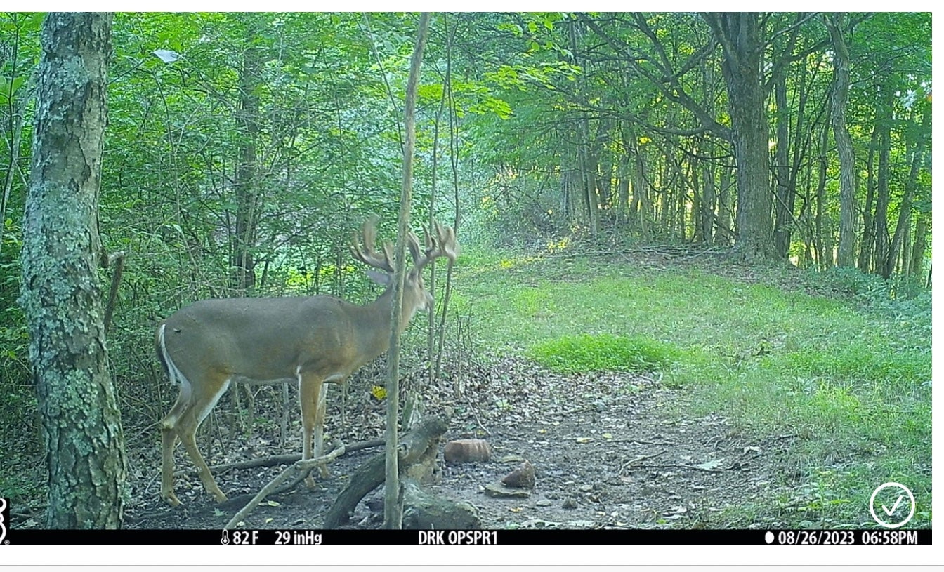 Trail camera photo of big whitetail buck along a trail in the woods
