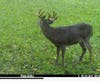 Trail camera photo of a big whitetail buck standing in a green food plot