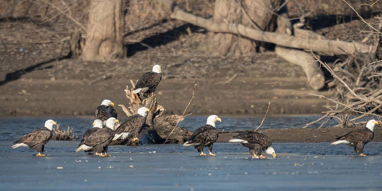 Men Indicted for Poaching Bald and Golden Eagles in “Killing Spree” of 3,600 Birds