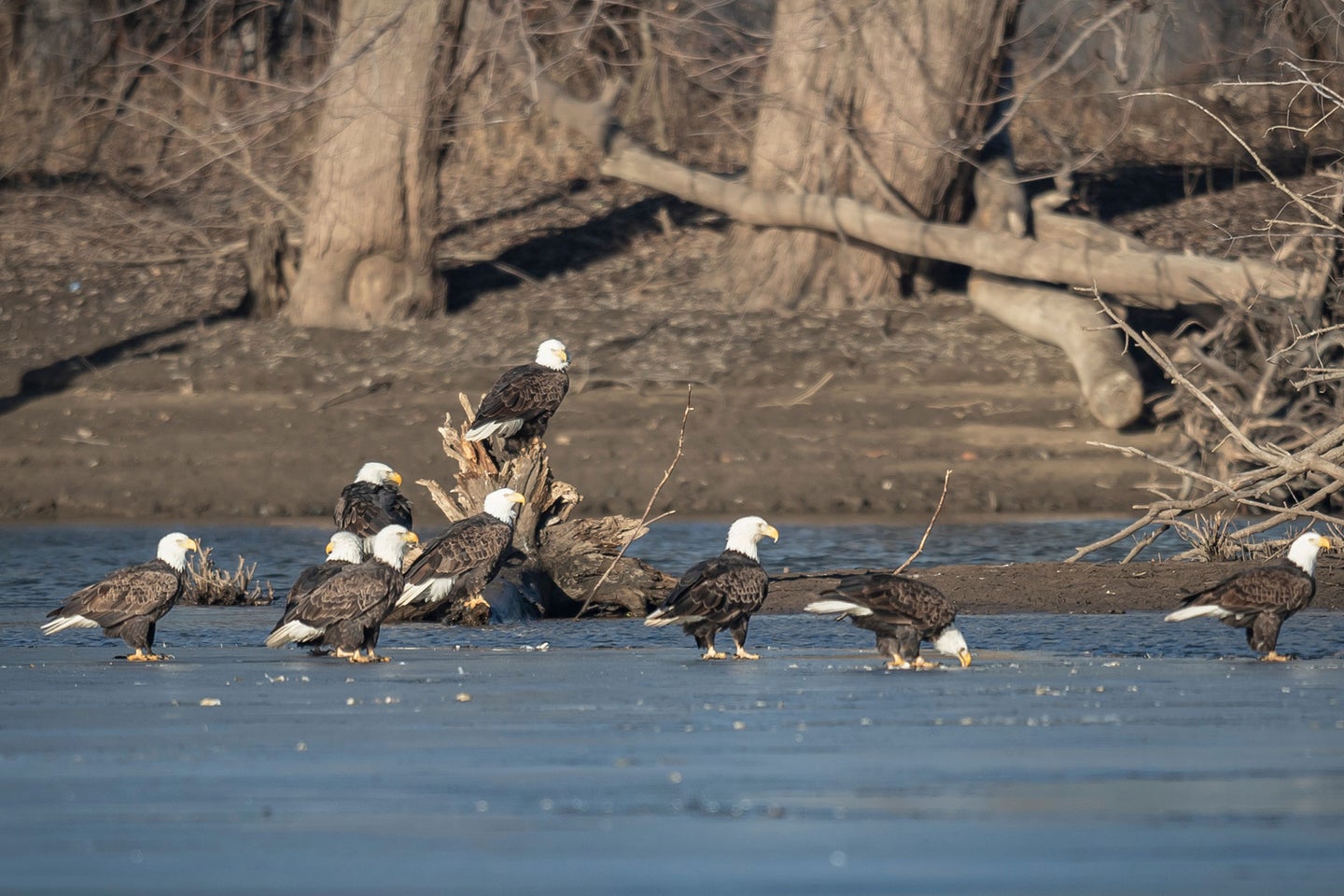 A group of bald eagles congregate on a river bank.