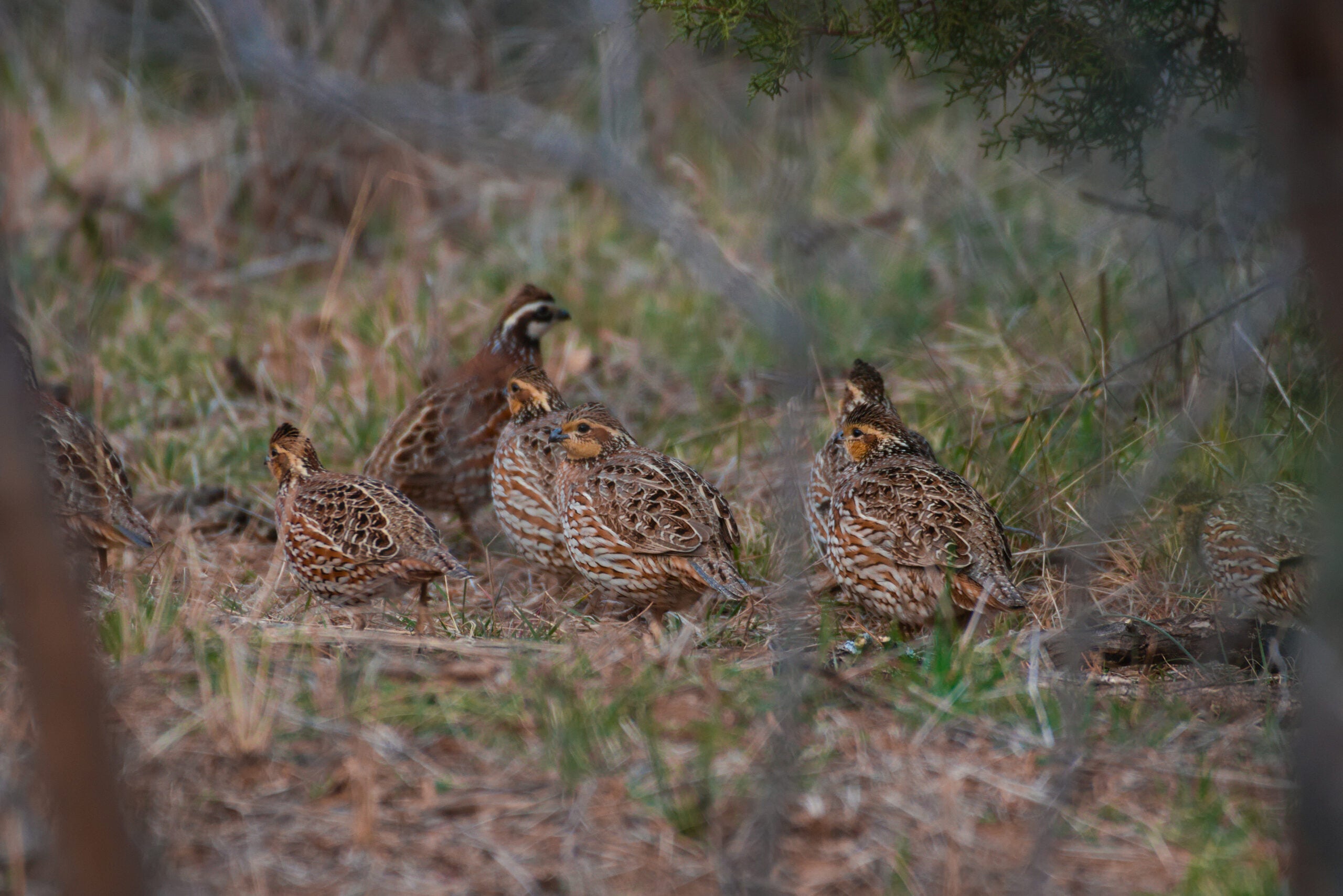 A covey of quail in thick brush